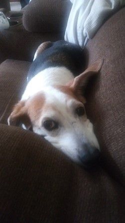 Barney the Beagle rests comfortably on a brown couch in a cozy home setting.