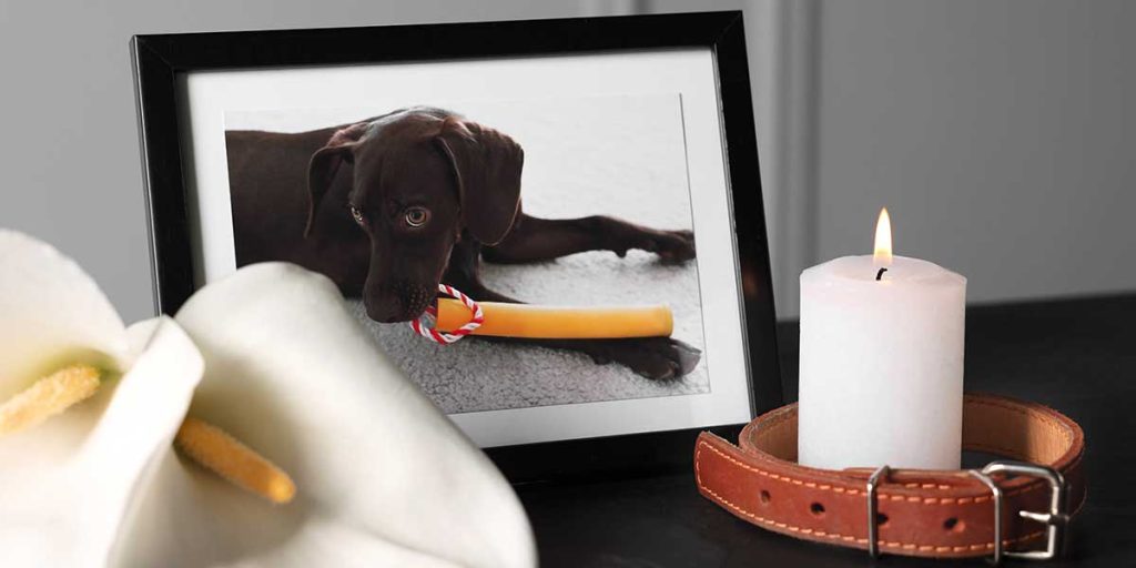 peaceful pets aquamation​