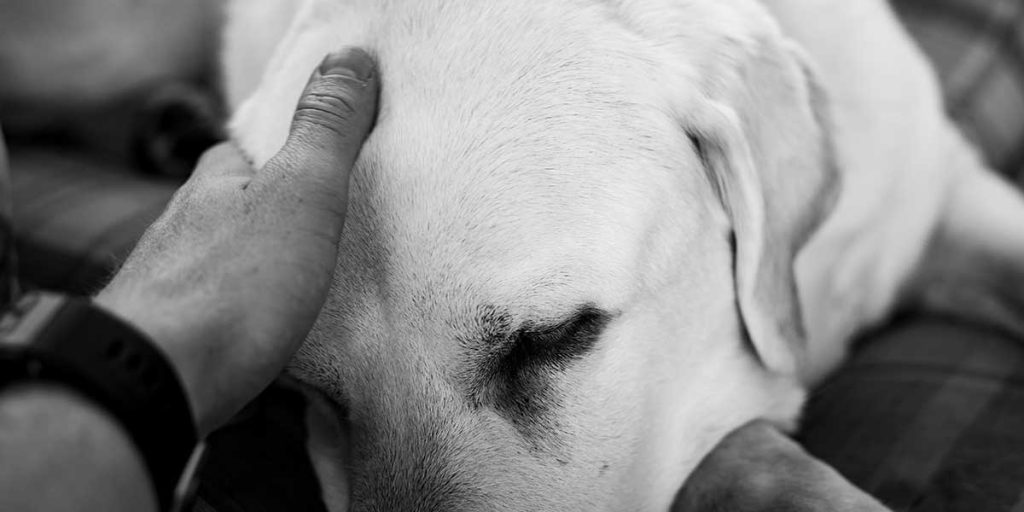 A gentle hand comforting a sleeping dog at home, offering peaceful guidance for when a beloved pet passes away.